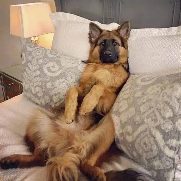 Замена Букинга в России: сайты бронирования отелей и квартир посуточно